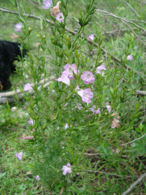 Agalinis communis