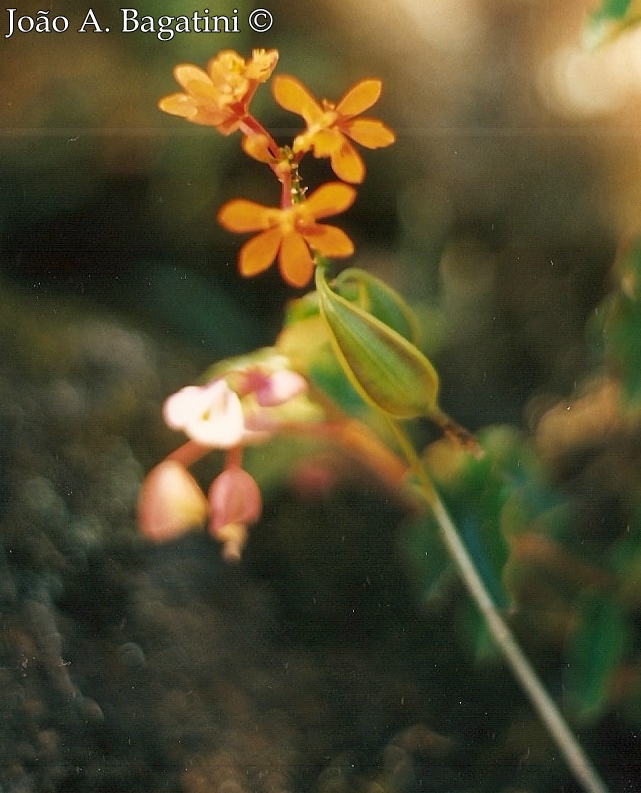 Epidendrum fulgens