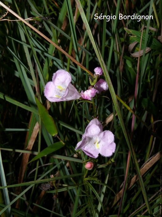 Agalinis linarioides