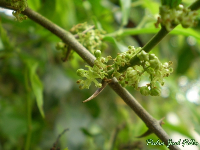 Celtis iguanaea