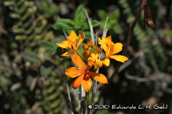 Epidendrum fulgens