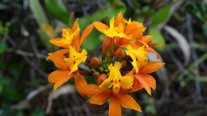 Epidendrum fulgens