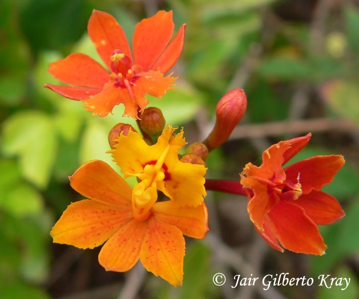 Epidendrum fulgens