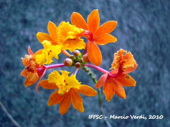 Epidendrum fulgens