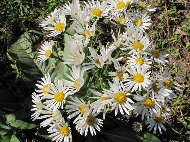 Senecio bonariensis