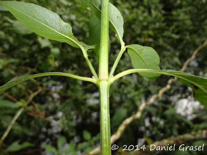 Hygrophila costata