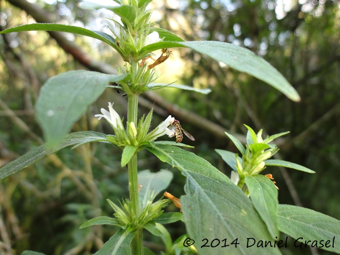 Hygrophila costata