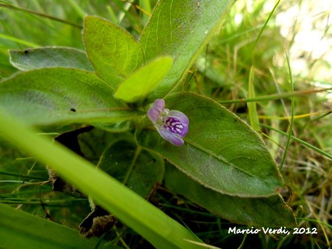 Hygrophila costata