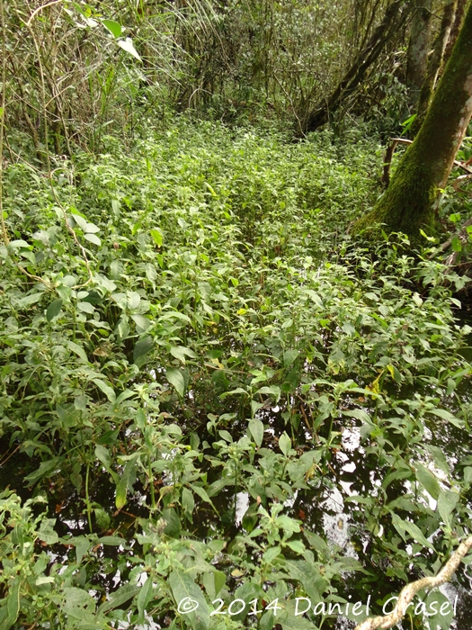 Hygrophila costata