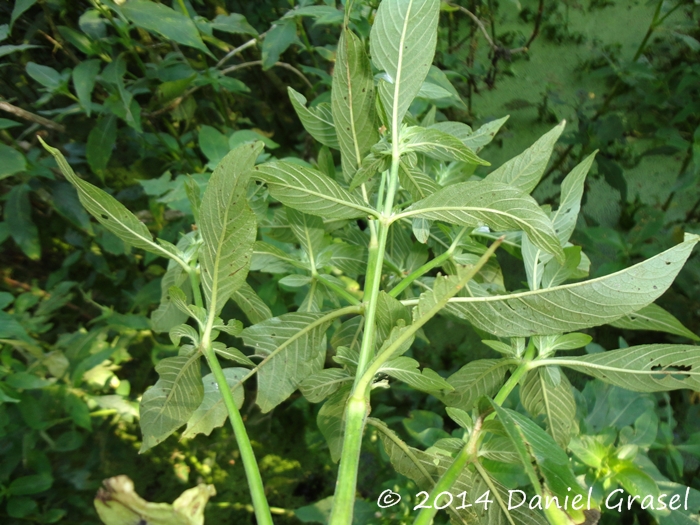 Hygrophila costata