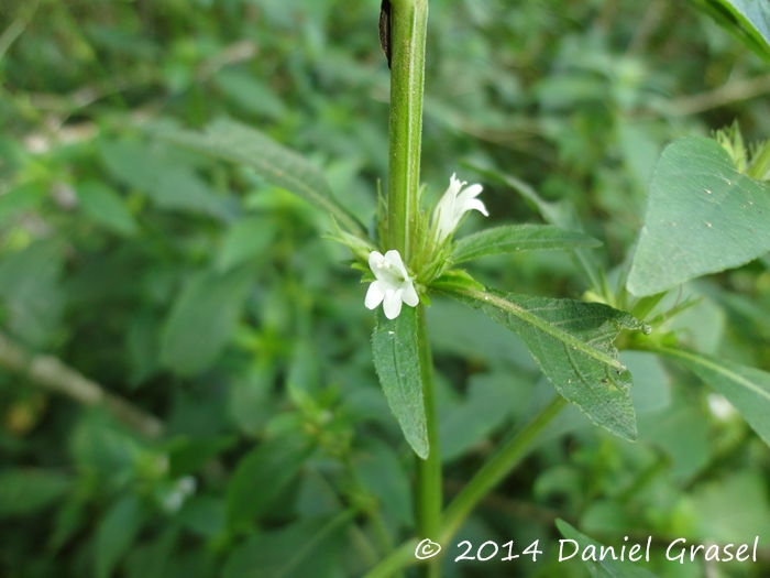 Hygrophila costata