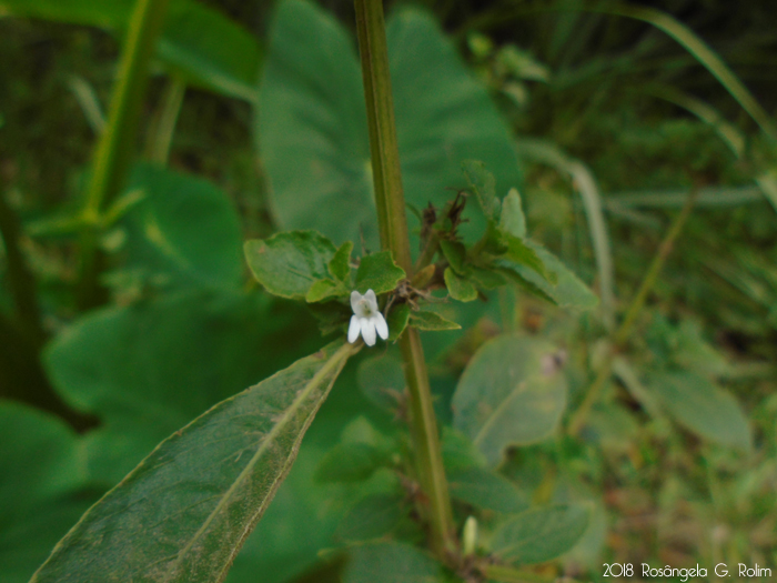 Hygrophila costata