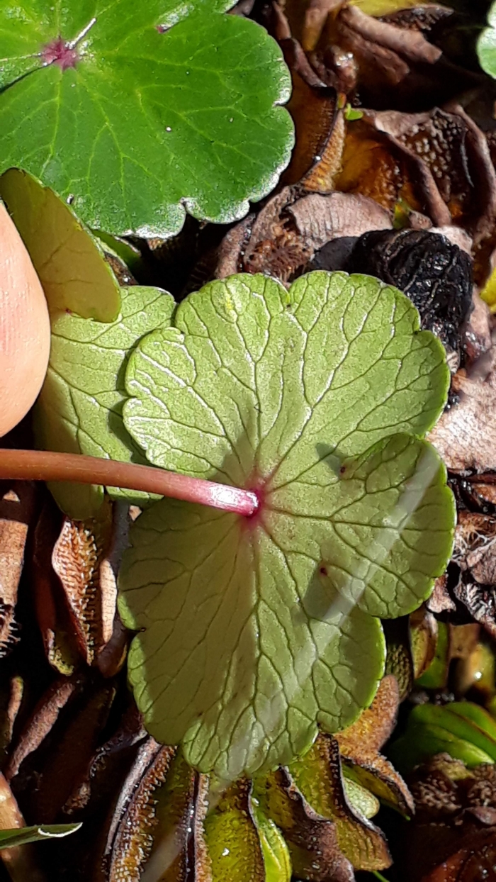 Hydrocotyle ranunculoides