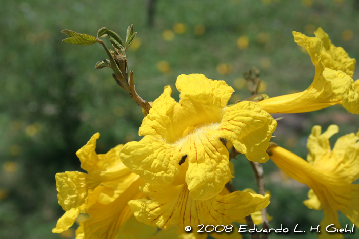 Handroanthus pulcherrimus