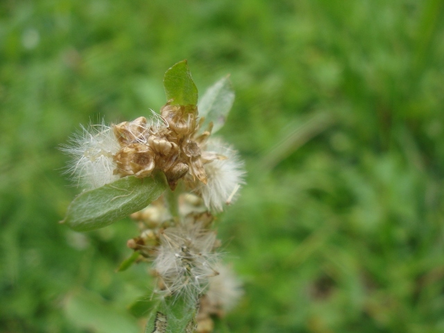 Gamochaeta purpurea