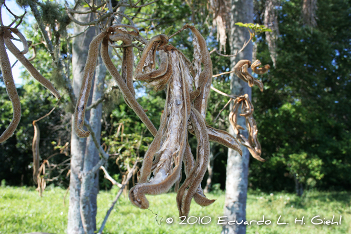 Handroanthus pulcherrimus