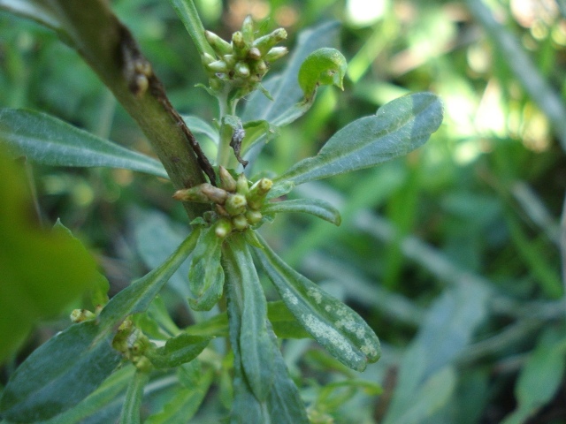 Gamochaeta purpurea