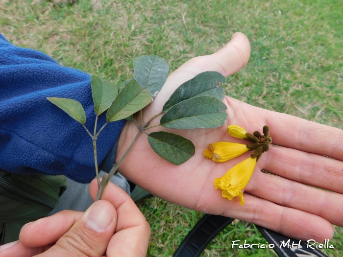 Handroanthus pulcherrimus