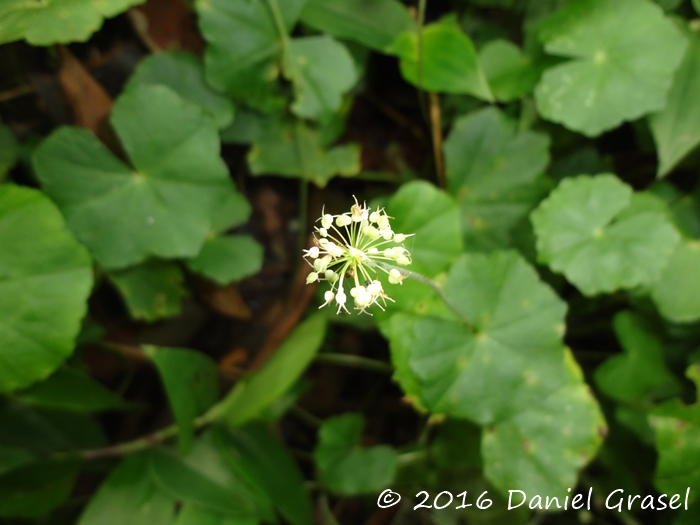 Hydrocotyle leucocephala