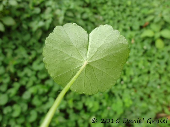 Hydrocotyle leucocephala