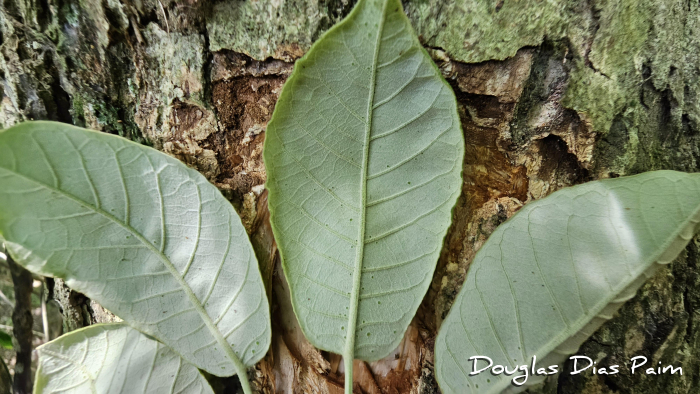 Handroanthus pulcherrimus