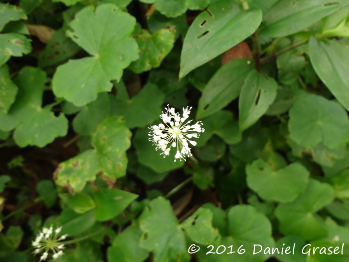 Hydrocotyle leucocephala