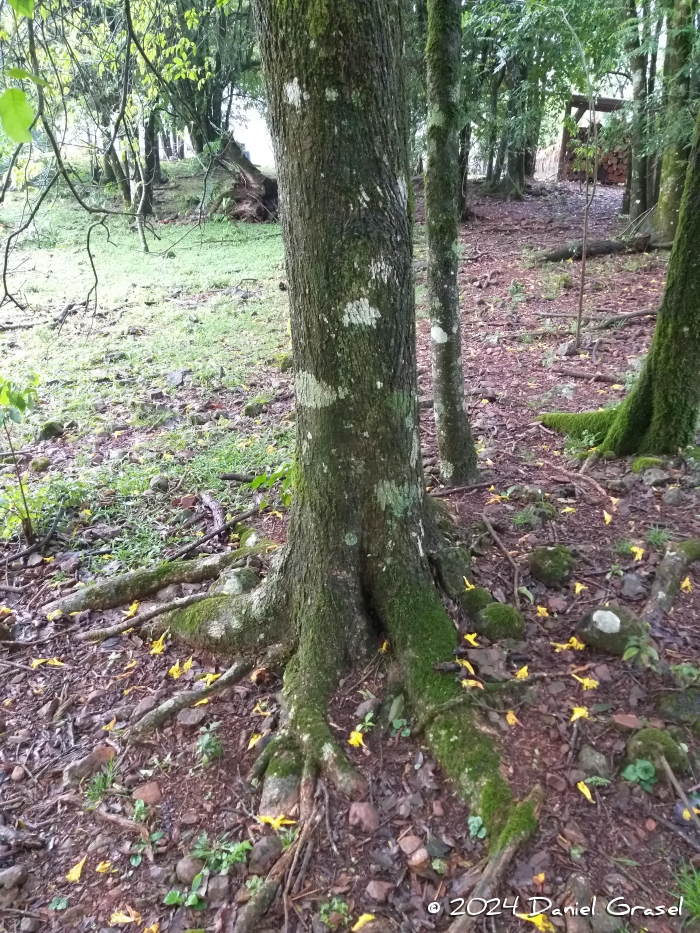 Handroanthus pulcherrimus