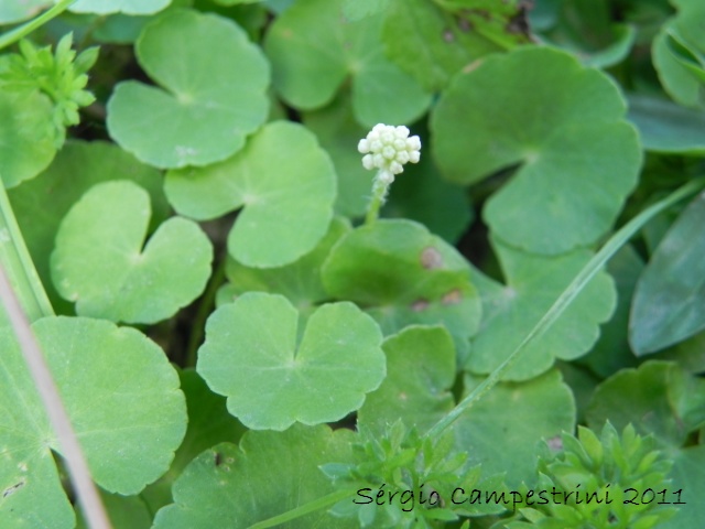 Hydrocotyle leucocephala