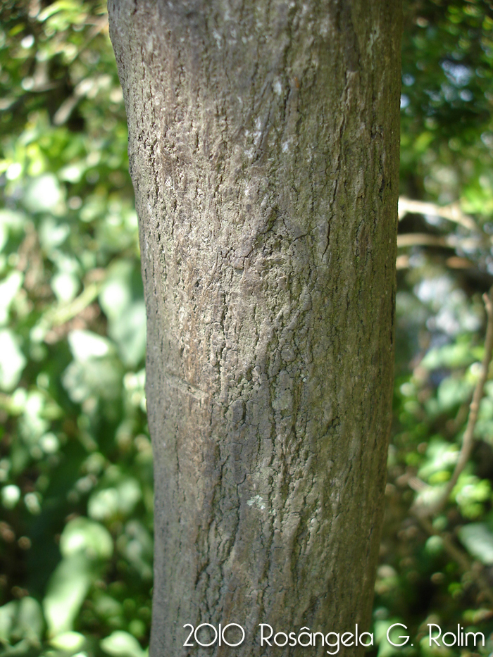 Handroanthus pulcherrimus