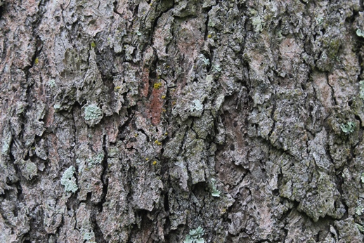 Handroanthus pulcherrimus