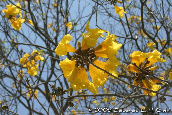 Handroanthus pulcherrimus