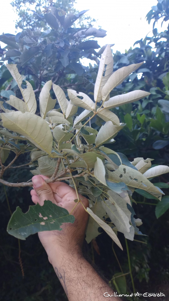 Handroanthus pulcherrimus