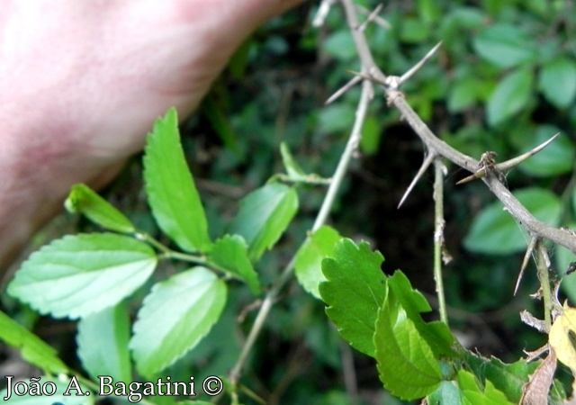 Celtis iguanaea