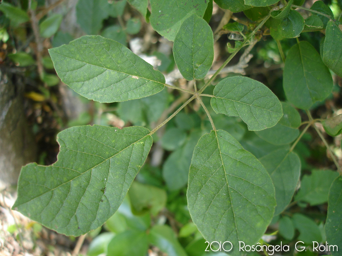 Handroanthus pulcherrimus