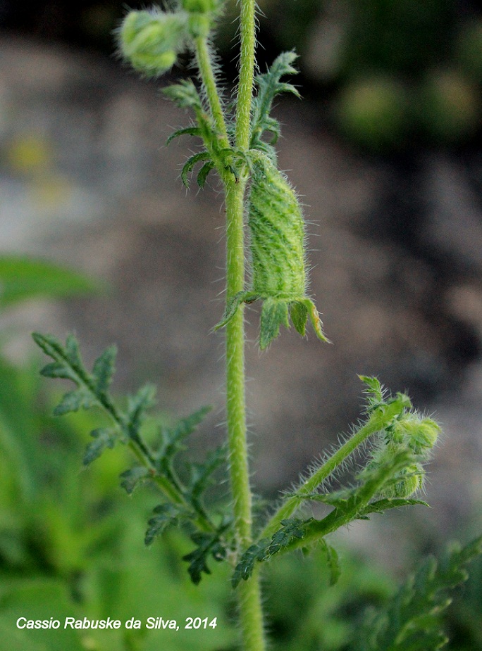 Blumenbachia urens