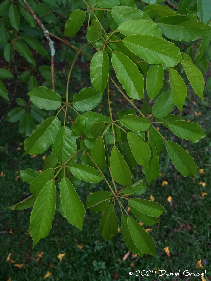 Handroanthus pulcherrimus