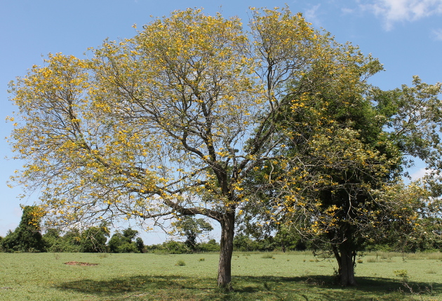 Handroanthus pulcherrimus