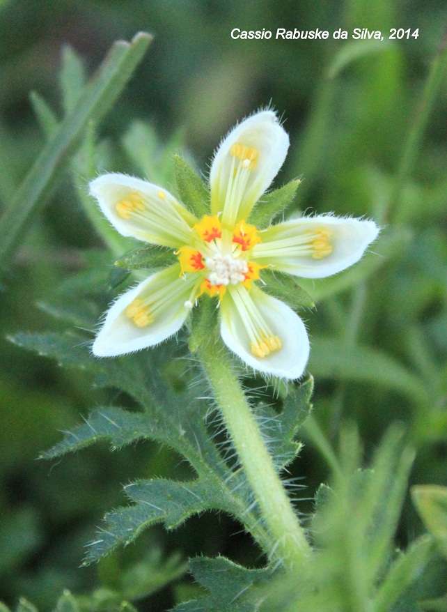 Blumenbachia urens