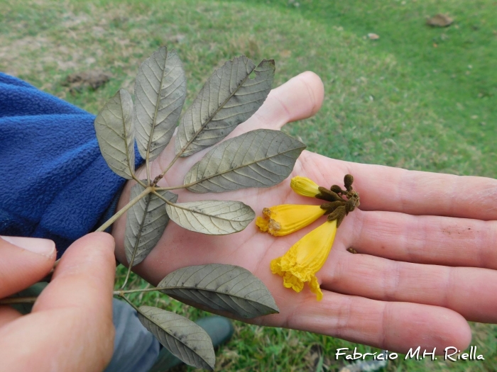 Handroanthus pulcherrimus