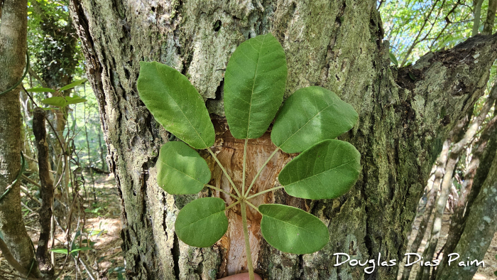 Handroanthus pulcherrimus
