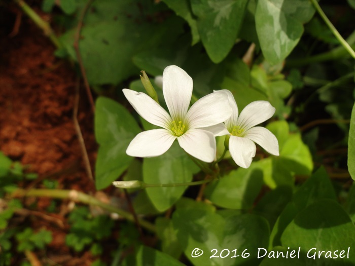 Oxalis triangularis