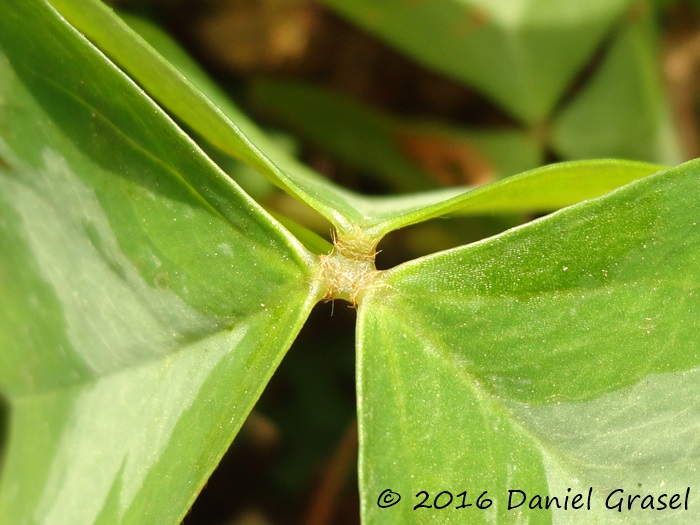 Oxalis triangularis