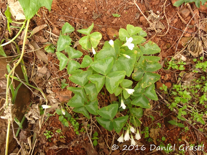 Oxalis triangularis