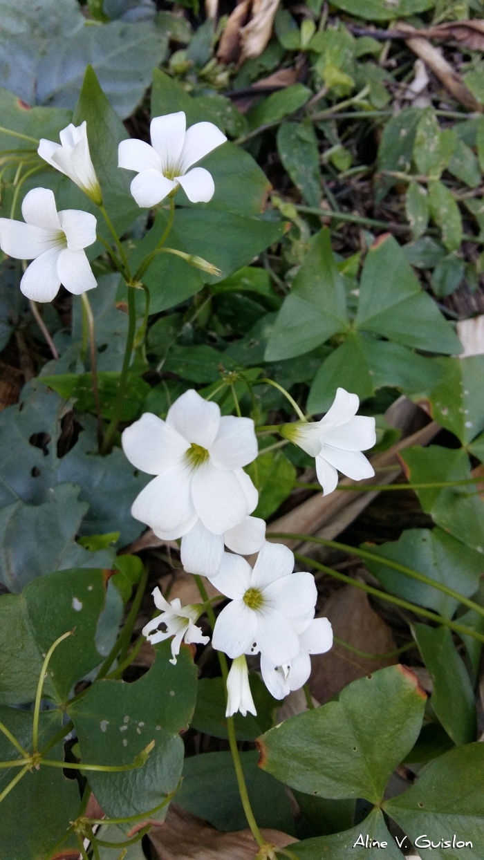 Oxalis triangularis