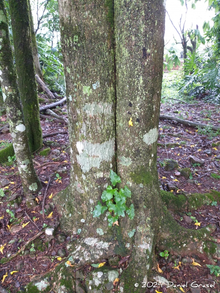 Handroanthus pulcherrimus