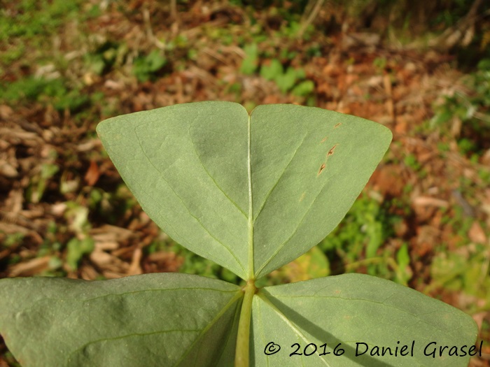 Oxalis triangularis