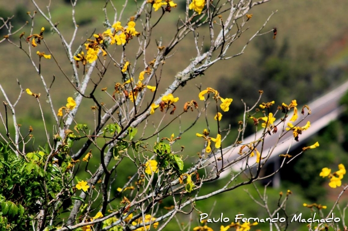 Handroanthus pulcherrimus