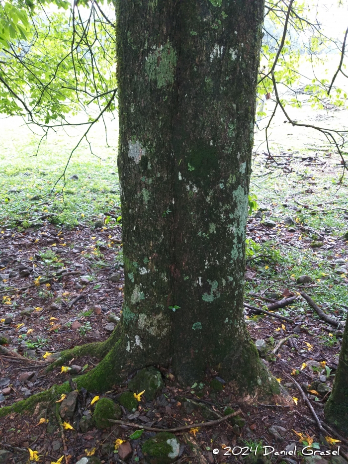 Handroanthus pulcherrimus