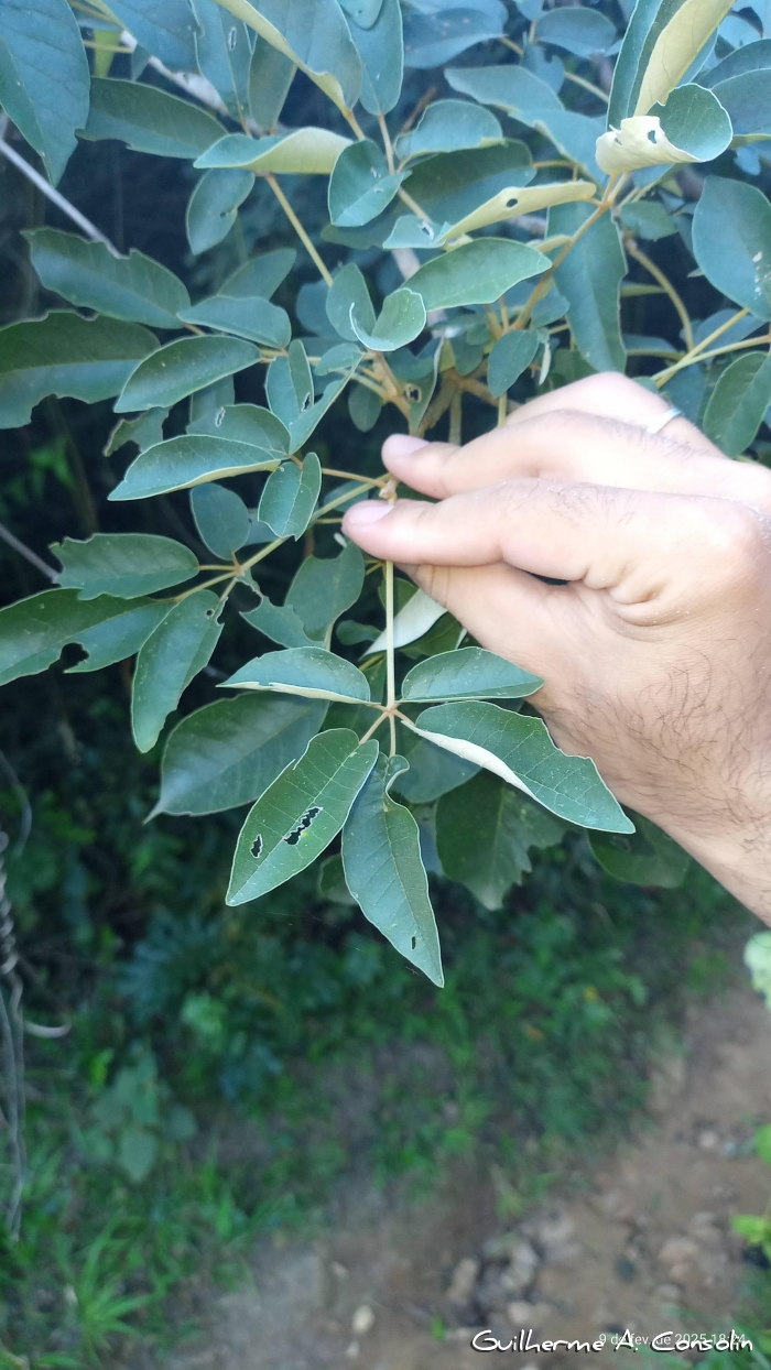 Handroanthus pulcherrimus