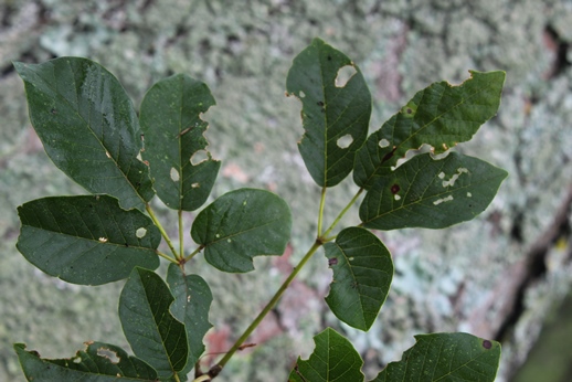 Handroanthus pulcherrimus